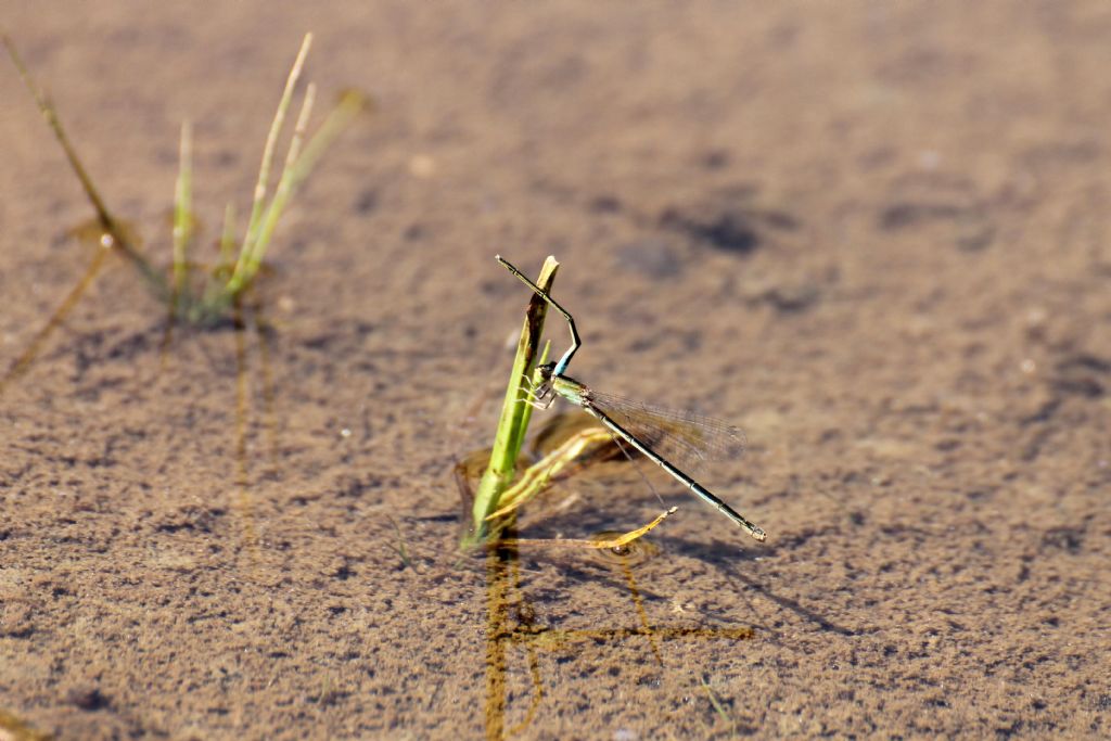 Non so se � frequente ... Ischnura pumilio femmina ...